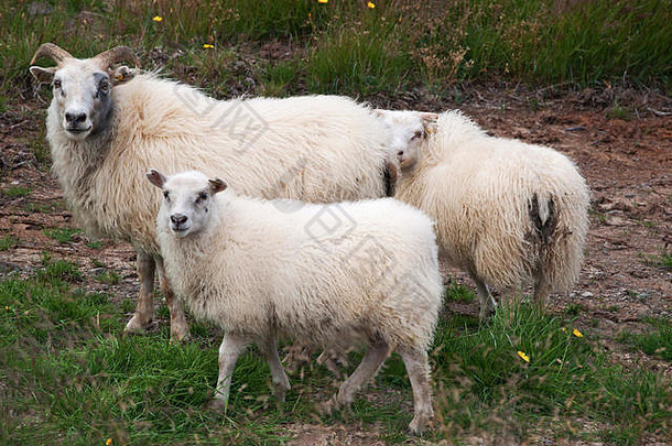 冰岛sheeps冰岛农村