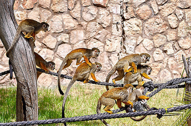 猴子玩绳子