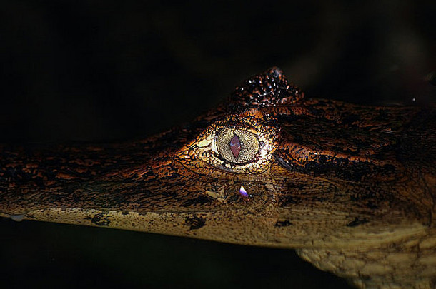 哥斯达黎加的眼镜凯门鳄