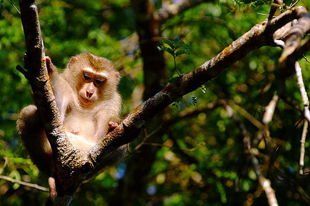 <strong>猴子</strong>坐在分支机构树