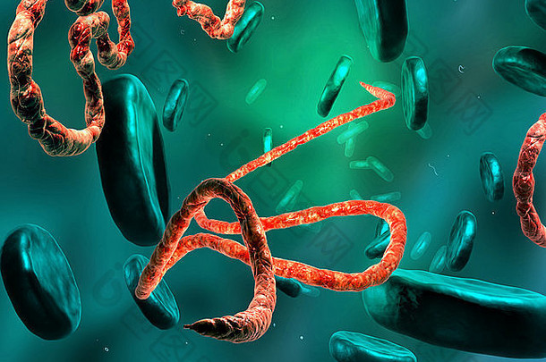 埃博拉病毒病毒微观视图