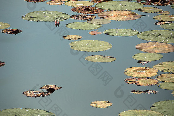 意大利卢戈，池塘上的圆形荷叶