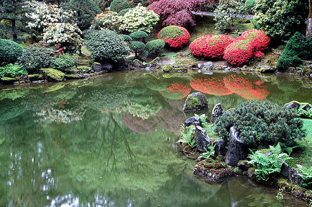 美国俄勒冈州波特兰的日本花园里，盛开的杜鹃花倒映在池塘里