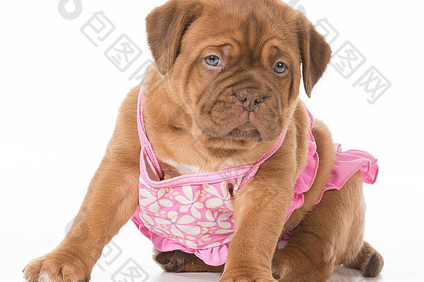 女小狗dogue波尔多穿粉红色的比基尼孤立的白色背景周