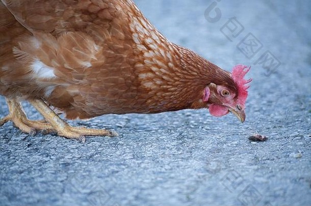 一只母鸡在路上捡食物。欧洲棕色母鸡。把鸡放在路上吃草、虫子和任何东西的古老习俗