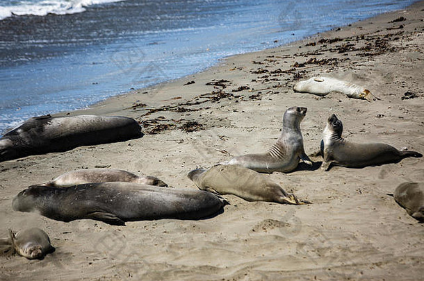 西洛文和See-Elefanten躺着海滩的加利福尼亚küstenabschnitts大关于这蒂尔<strong>享福</strong>的桑尼拉森自己从那波