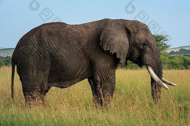 非洲大象站长草