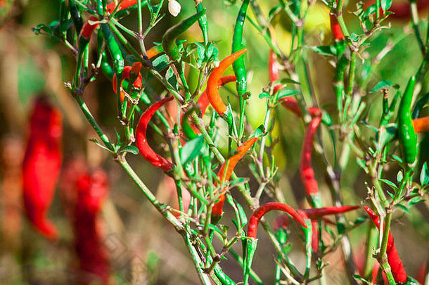 红色的苦辣椒胡椒树