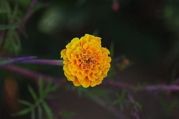 万寿菊花图像，高清摄影，免版税万寿菊花图像