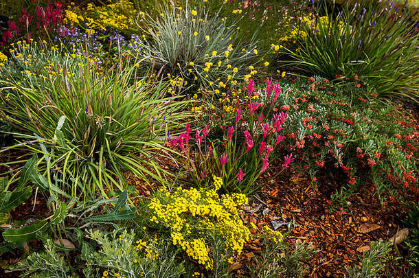 珀斯国王公园野花缤纷的花园床