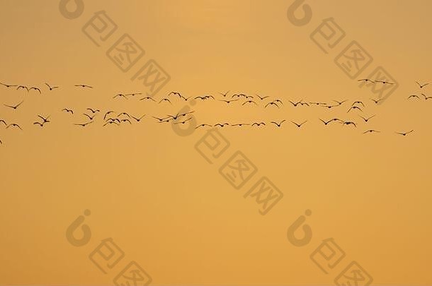 大白头雁（Anser albifrons）日落时在加利福尼亚州科鲁萨国家野生动物保护区上空飞翔