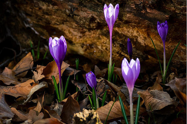 森林里<strong>树桩</strong>下的紫色藏红花。美丽的春天自然风光。