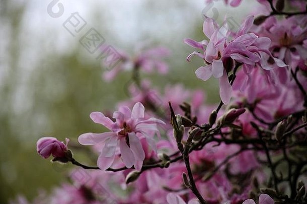 木兰花（Leonard Messel）粉红色星形木兰花在春天盛开