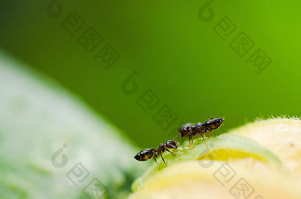 寻找绿色背景食物的蚂蚁特写镜头