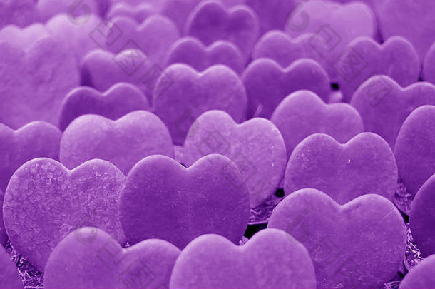 排lucky-heart植物球兰凯瑞紫色的颜色关闭背景横幅