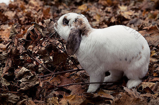 白色和非常可爱的兔子叶子背景