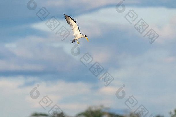 帕卡亚萨米里亚保护区，秘鲁，南美洲。在马拉农河上空飞行的<strong>大嘴</strong>燕鸥。