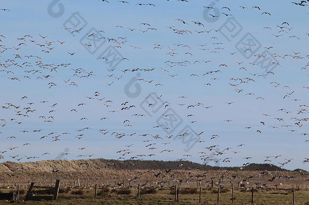 迁徙的鹅在蓝天上飞翔，在田野里吃草