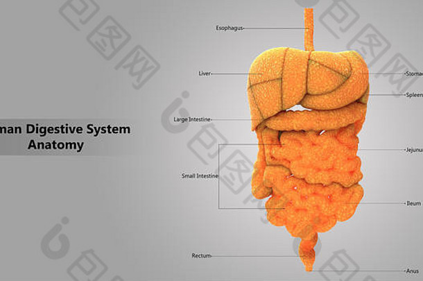 人体消化系统大、小肠解剖前视图