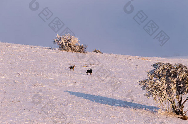 雪橇上的几只狗在意大利州翁布里亚大区的苏巴西奥山上，有一个被雪覆盖的小植物。