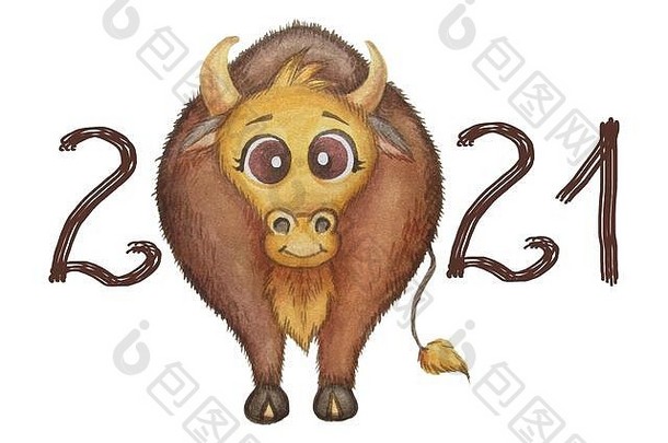 新年2021。一只家养动物的水彩插图——可爱有趣的棕色公牛。白色背景上的水彩画。牛年。高的