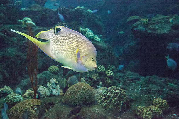 百慕大蓝天使鱼Holacanthus bermudensis游过珊瑚礁。