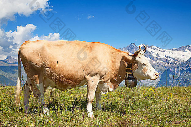 阿尔卑斯山上的瑞士<strong>奶</strong>牛