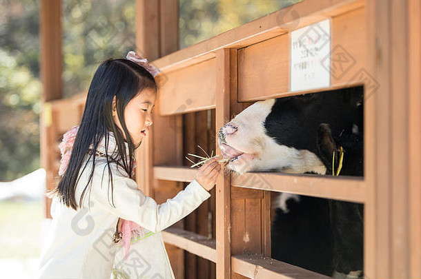韩国快乐女孩饲养小牛牧场