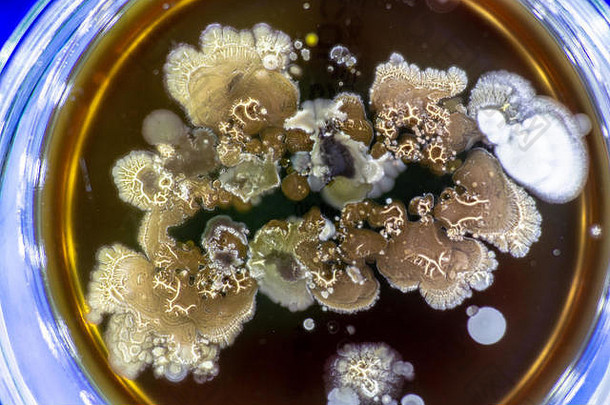 培养皿中的霉菌