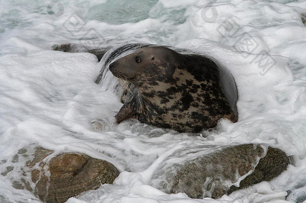 灰海豹（Halichoreus grypus），成年海豹躺在海浪中，乌耶亚，设得兰群岛