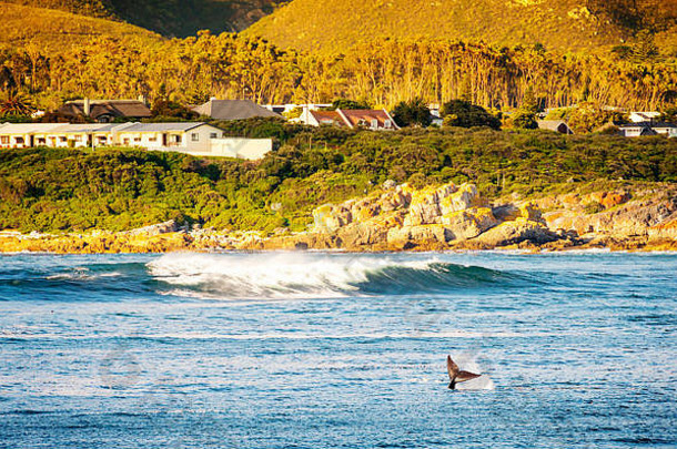 在南非<strong>的</strong>赫尔曼努斯，鲸鱼将尾巴甩向空中，供鲸鱼观察者观看