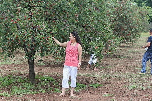 漂亮的夫人樱桃树达到持有分支加载成熟的红色的樱桃小果园