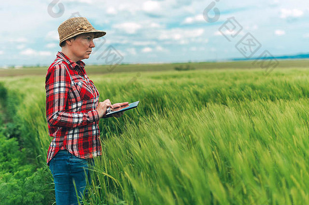 农民在麦田使用数字平板电脑，利用电子技术实现负责任的现代智能农业