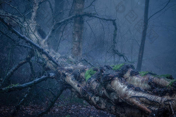 巨大的银桦木说谎fog-laden林地补丁莫斯地底封面树干