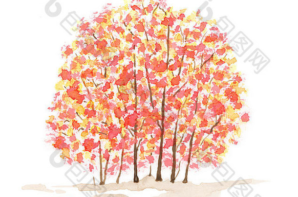 白色背景上的秋天树木。纸上的水彩画。