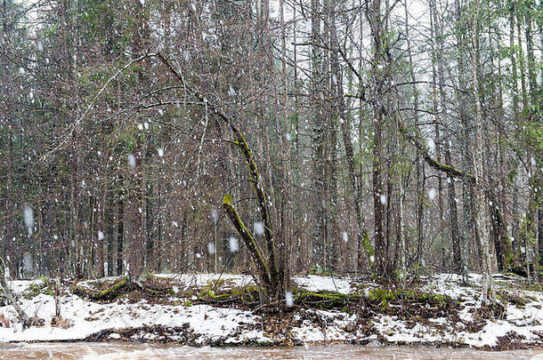 雪域的冬季森林景观，覆盖着雪的树木