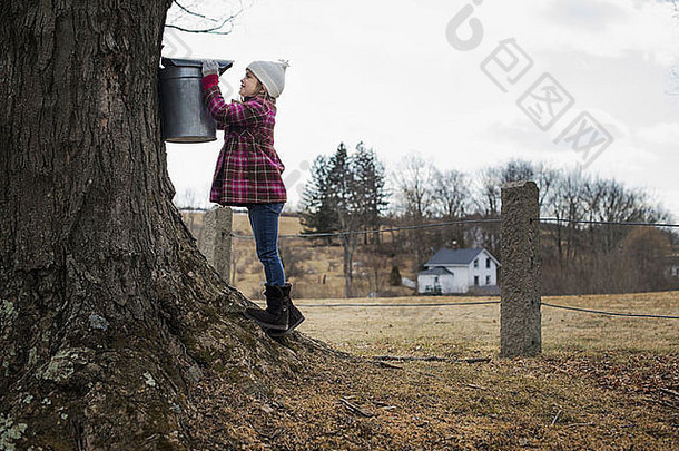 一个<strong>枫</strong>糖浆农场一个小女孩拿着一个桶，正在从树上挖出树液