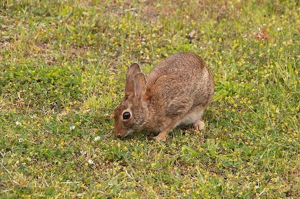 一只棉尾兔在三叶草地的特写镜头
