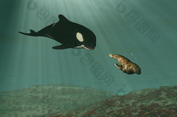 虎鲸鲸鱼追逐海象