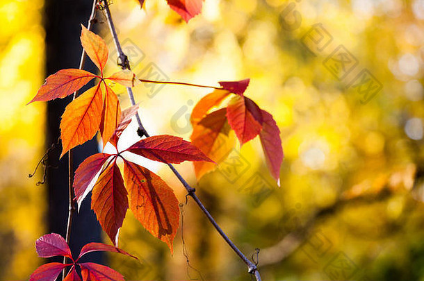 秋天时间色彩斑斓的场景攀爬植物维吉尼亚州爬虫野生葡萄树分支红色的叶子模糊背景