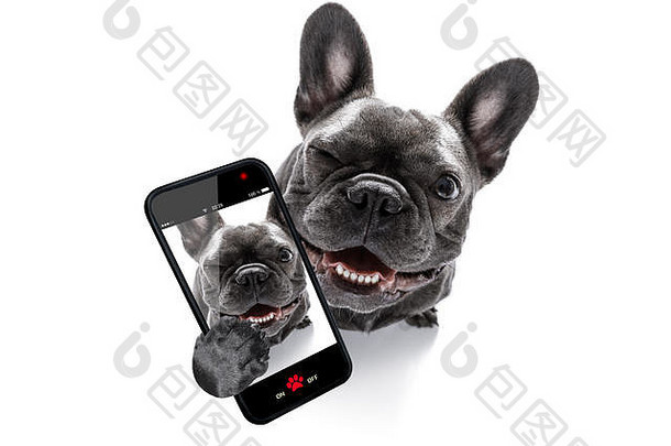 好奇的法国斗牛犬狗老板采取自拍快照移动电话智能手机