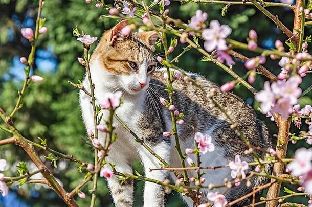 春天花猫树分支自然