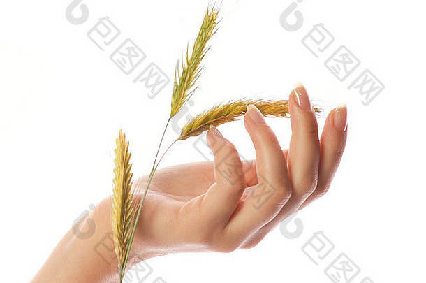 女人的手小麦孤立的白色背景