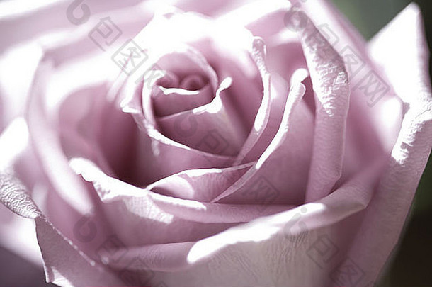粉红色的玫瑰沐浴阳光