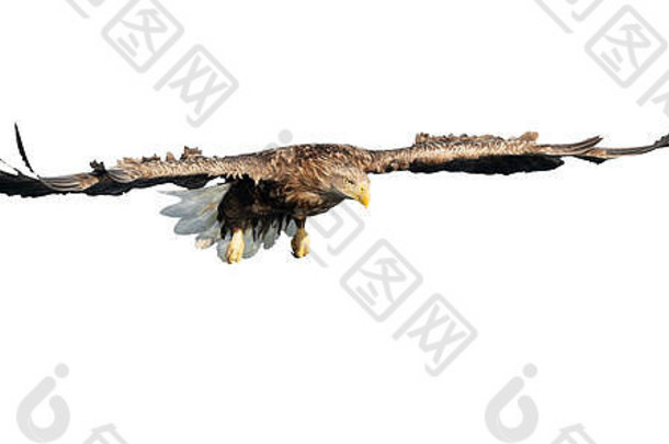 飞行中的成年白尾鹰。前视图。在白色背景上隔离。学名：合欢，又名ern、ern、灰鹰