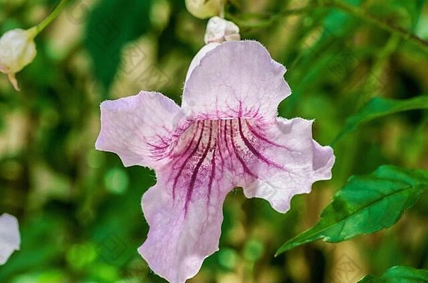 美丽的蒲公英花，原产于Zimbaue