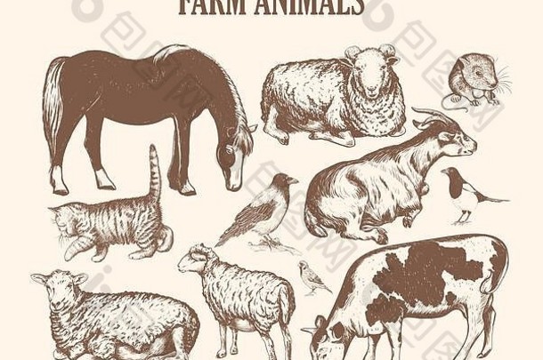 农场动物草图手画