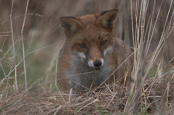 狐狸狩猎关闭头耳朵提高了眼睛集中猎物灌木丛