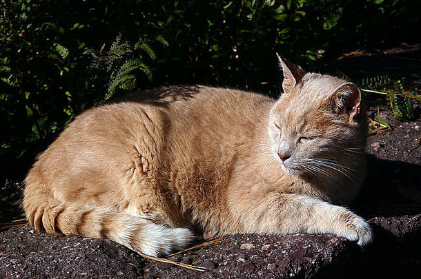 花斑猫在花园的墙上休息。