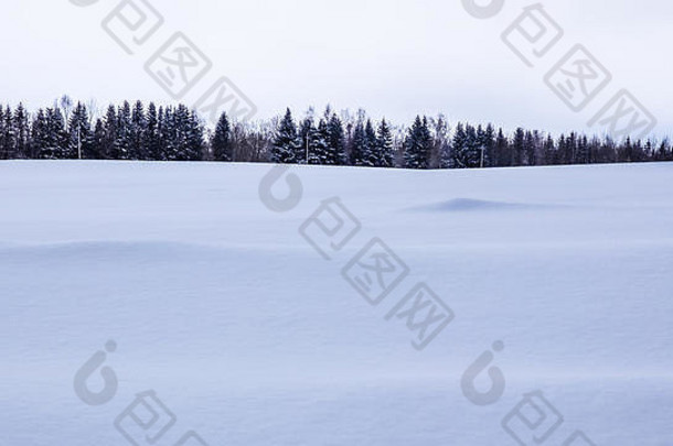田野上白雪皑皑，地平线上冷杉丛生。蓝调的冬季景观